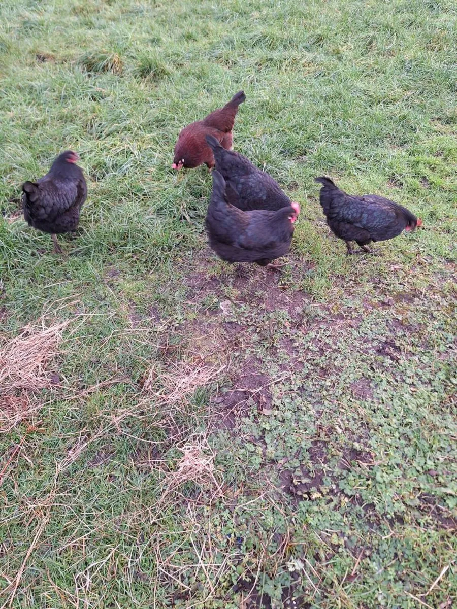 Hens - Image 3