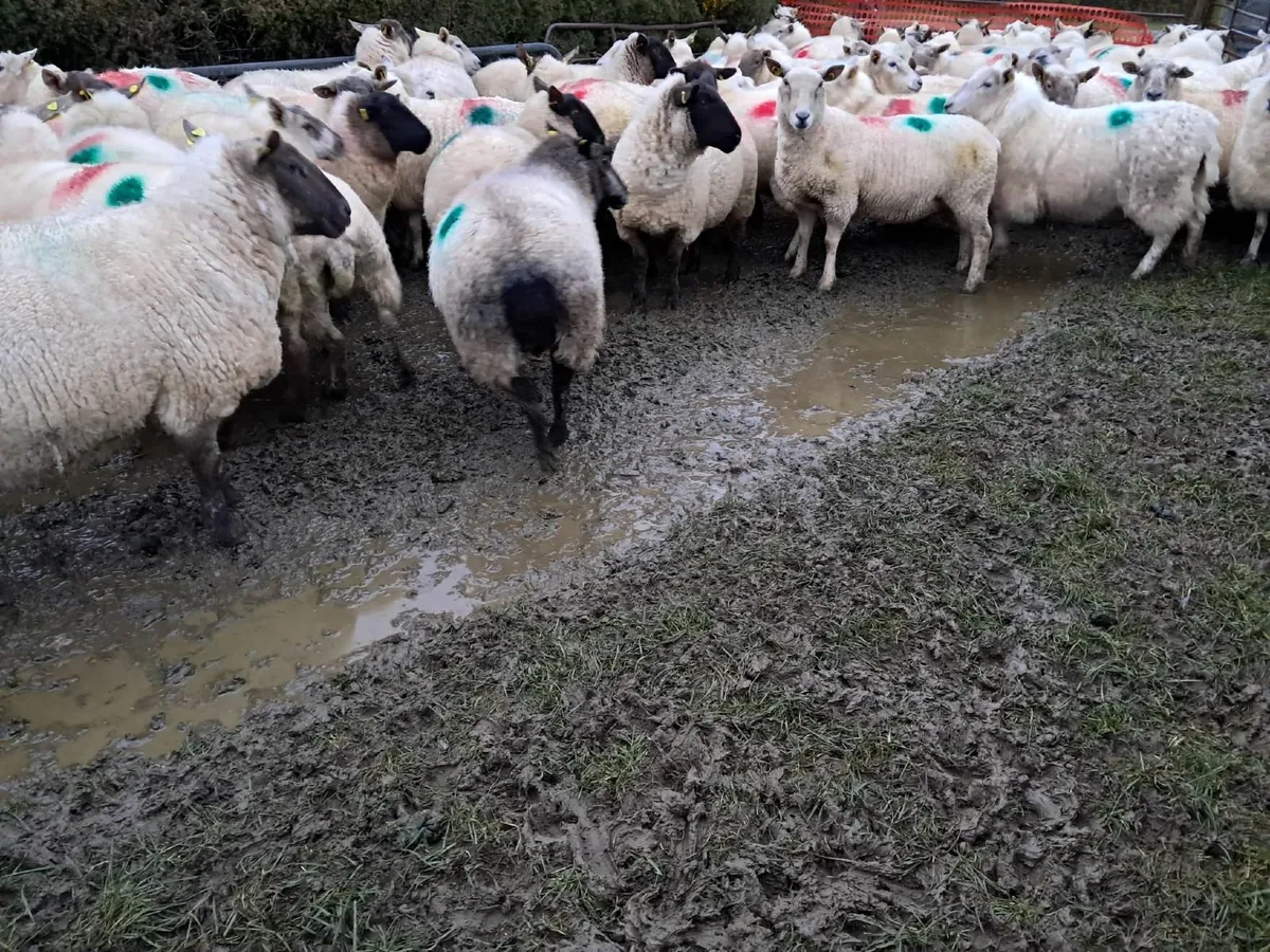 Dispersal Sale of 80 In Lamb Ewes - Tullow Mart - Image 2