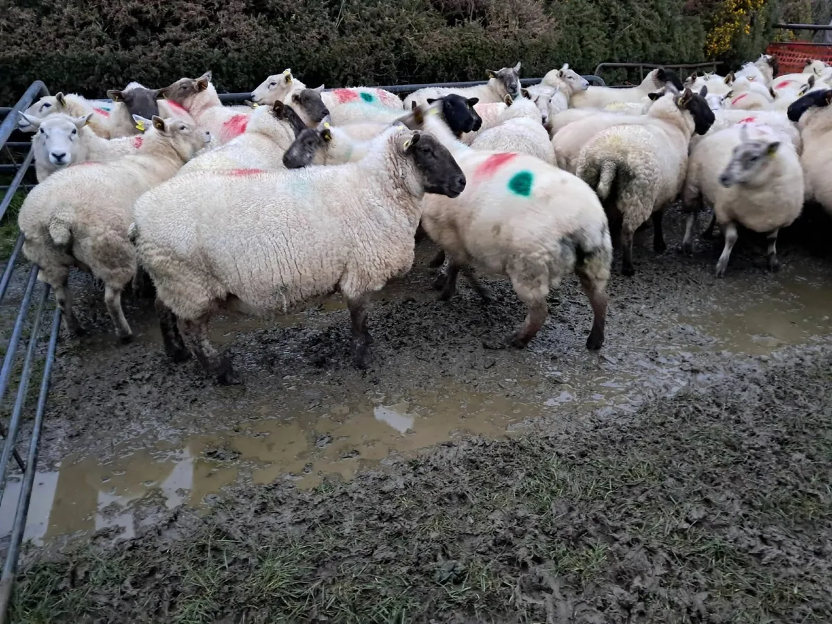 Dispersal Sale of 80 In Lamb Ewes - Tullow Mart - Image 3