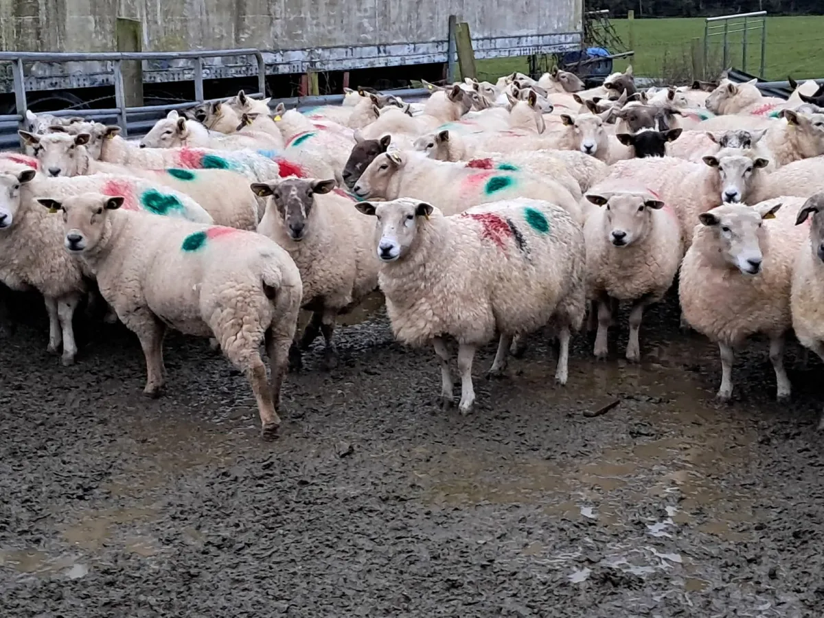 Dispersal Sale of 80 In Lamb Ewes - Tullow Mart - Image 1