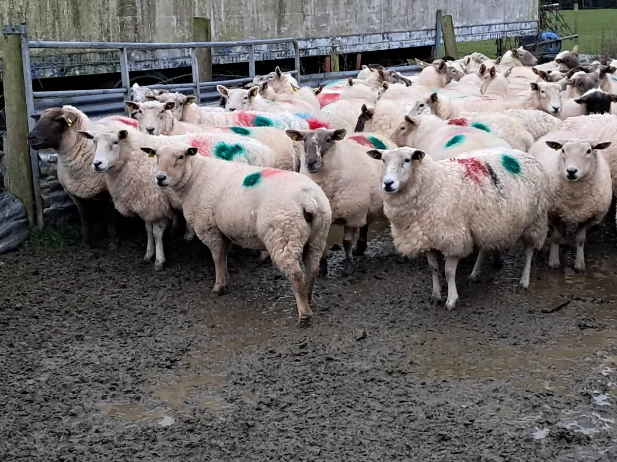 Dispersal Sale of 80 In Lamb Ewes - Tullow Mart - Image 4