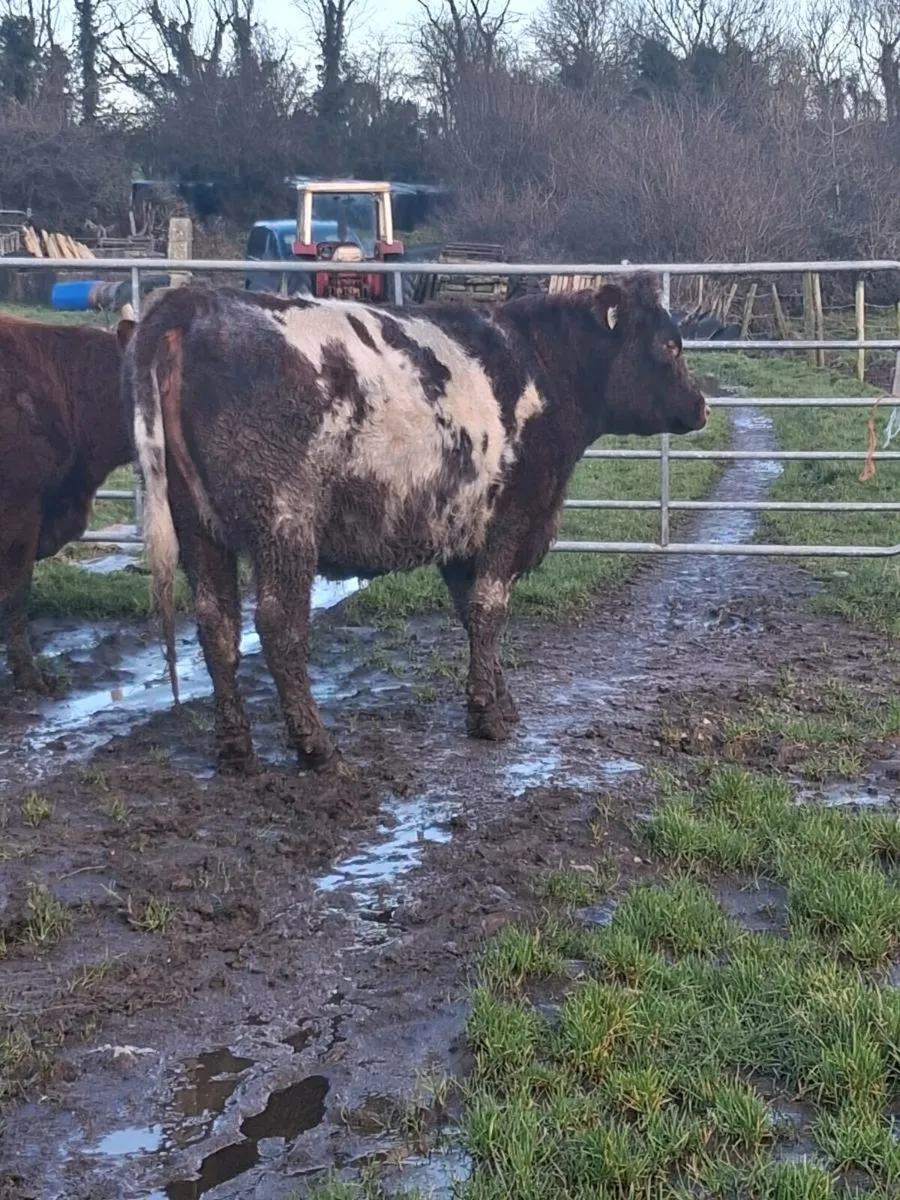 2 SPRINGING HEIFERS - Image 2
