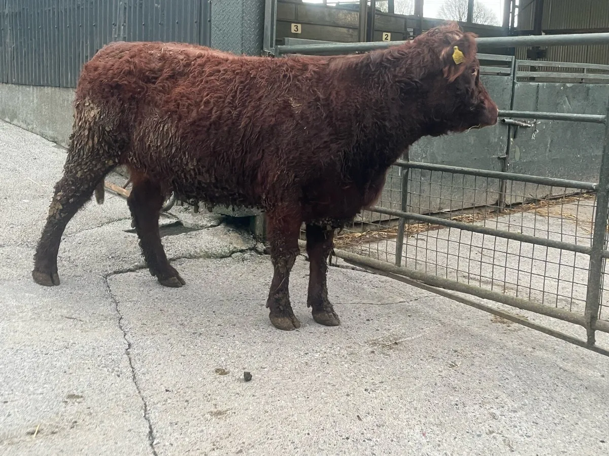 Smashing 5 Star P.B.N.R saler springer - Image 2