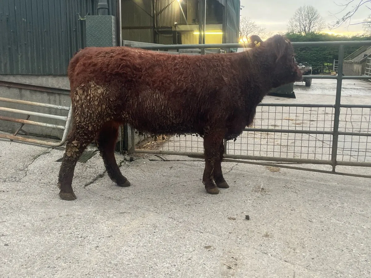 Smashing 5 Star P.B.N.R saler springer - Image 4