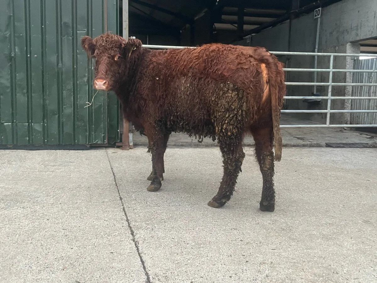 Smashing 5 Star P.B.N.R saler springer - Image 1