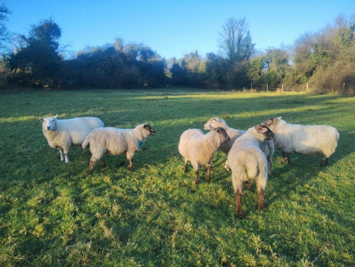 2 ram lambs - Image 2