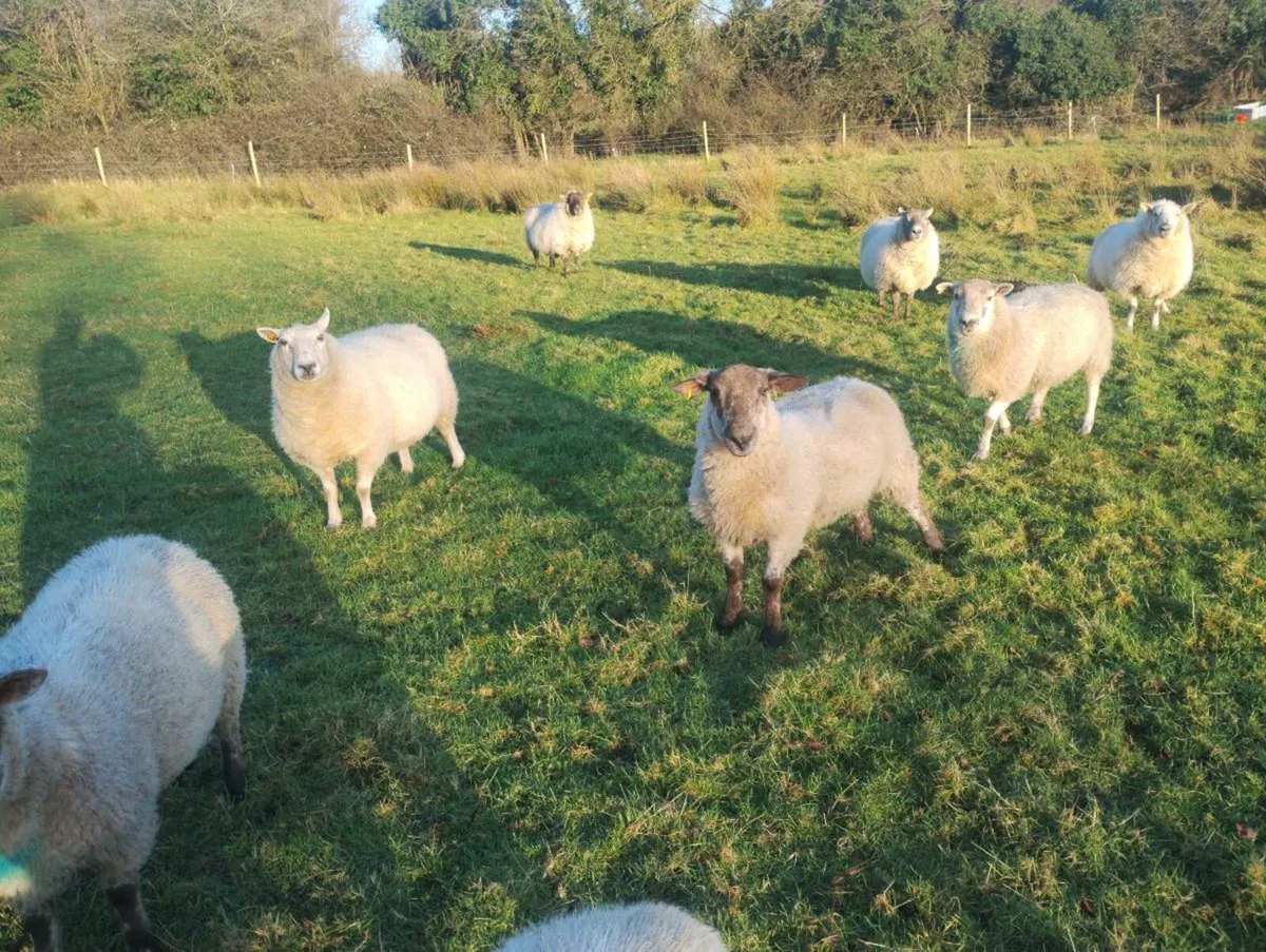 2 ram lambs - Image 3