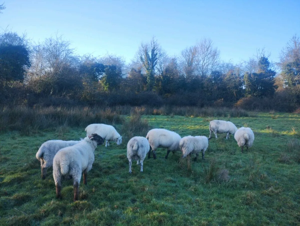 2 ram lambs - Image 1