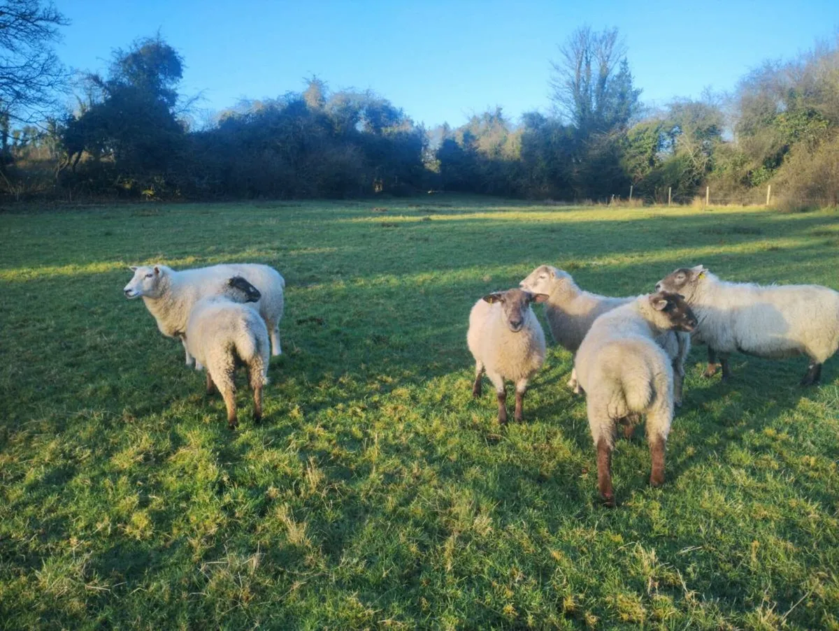 2 ram lambs - Image 4