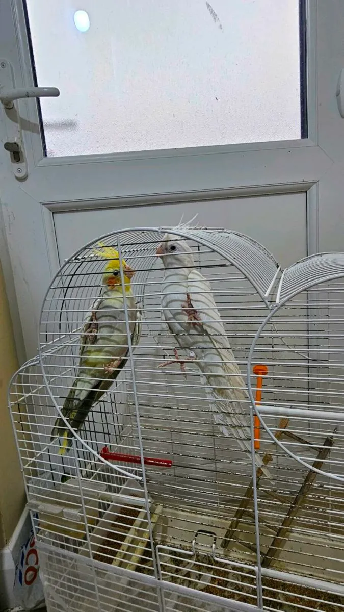 Cockatiels Two Birds 9-10 Month With birdCage - Image 3