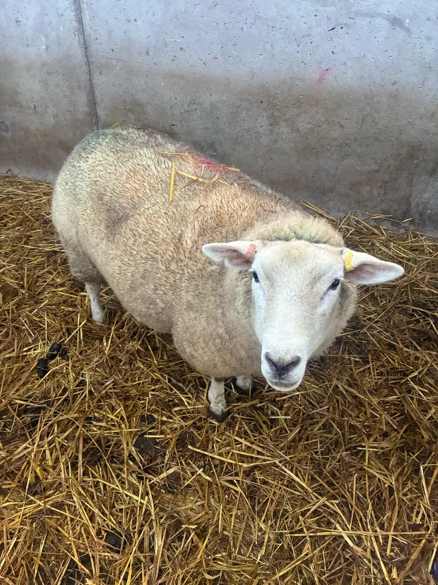Foster ewe
