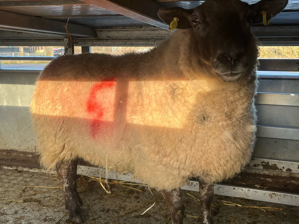 Foster ewe - Image 2