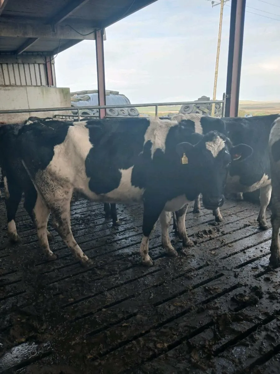 Young cpws - Image 1