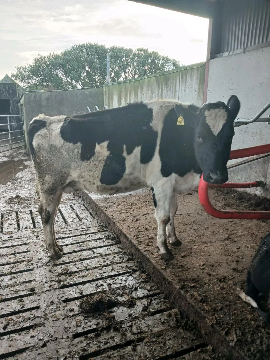 Young cpws - Image 2