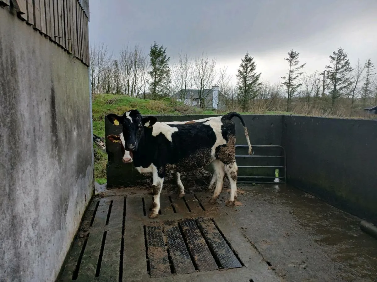 Fresian maden heifers - Image 2