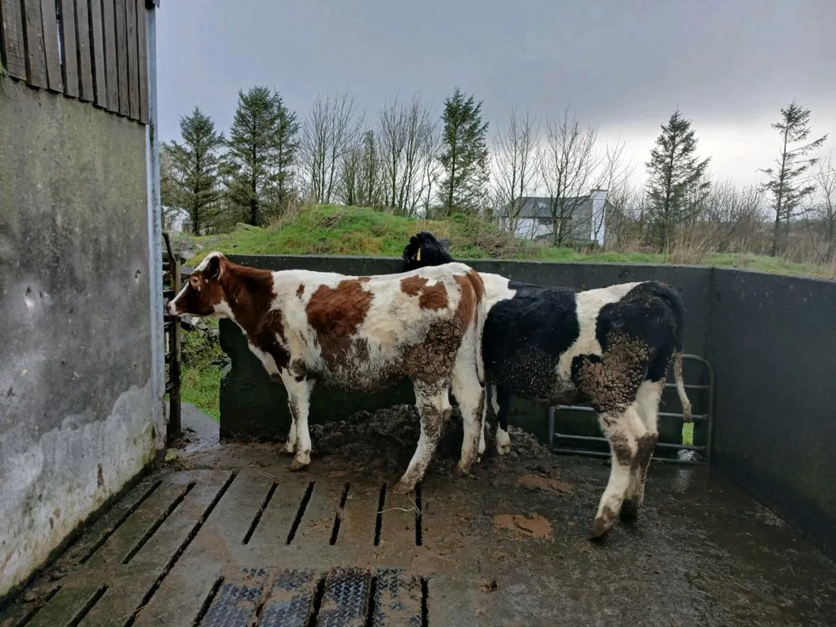 Fresian maden heifers - Image 3