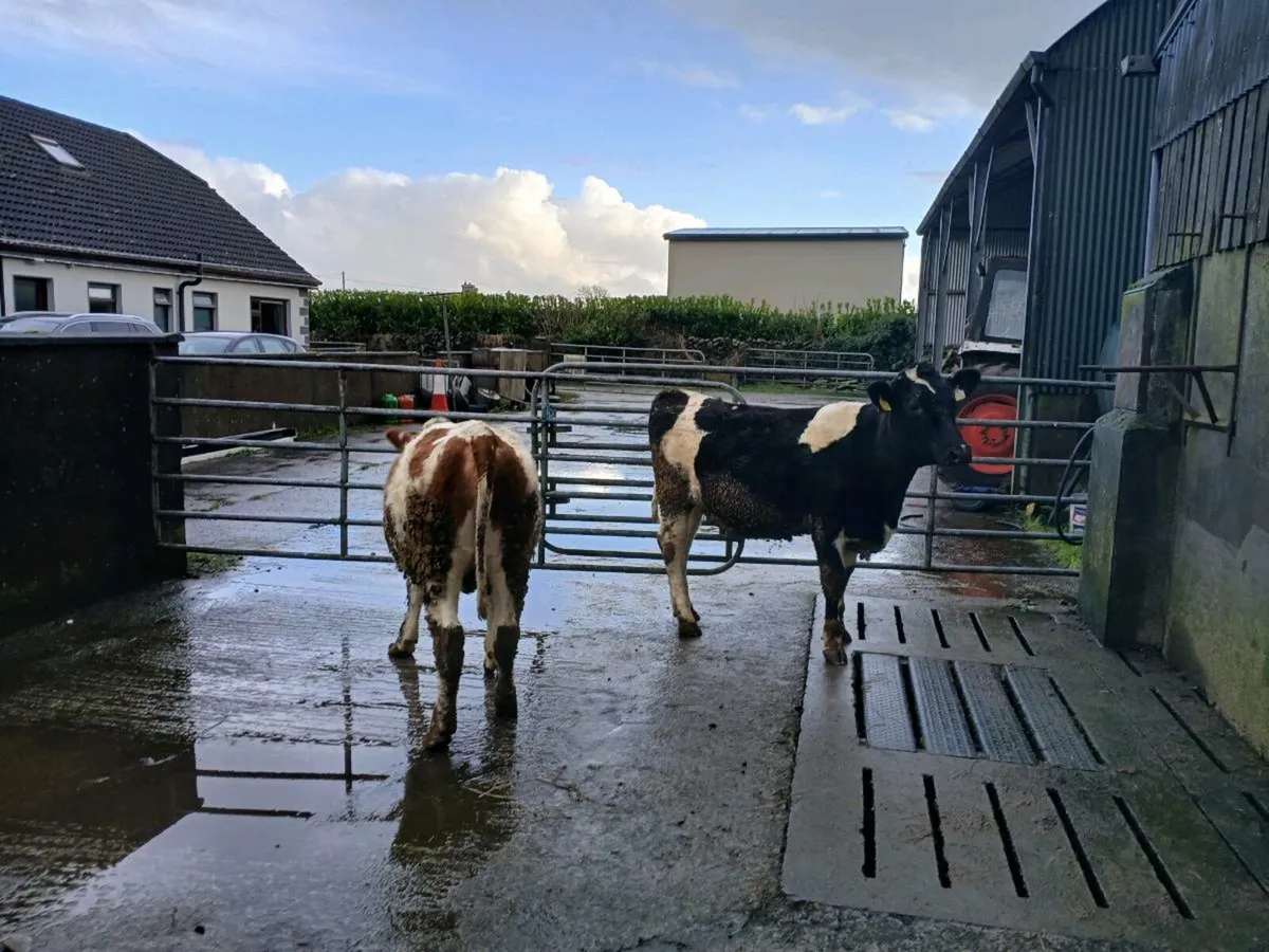 Fresian maden heifers - Image 1