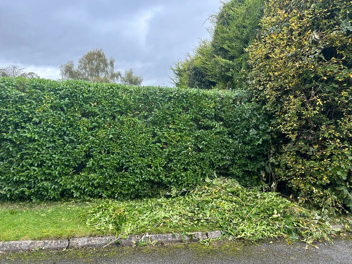 Garden maintenance - Image 3