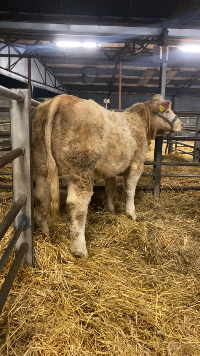 Pedigree Charolais heifer