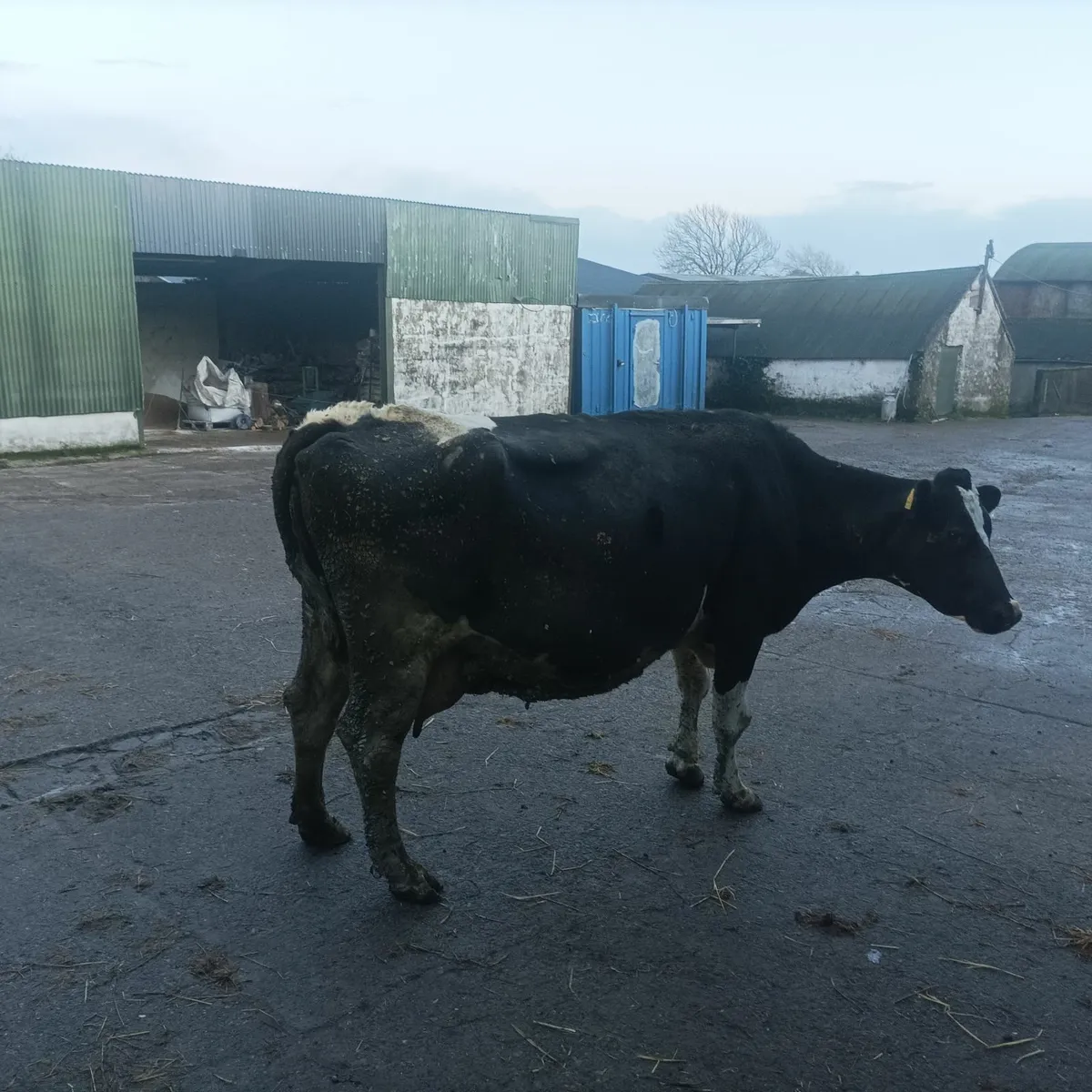 Cow to suck calves - Image 1