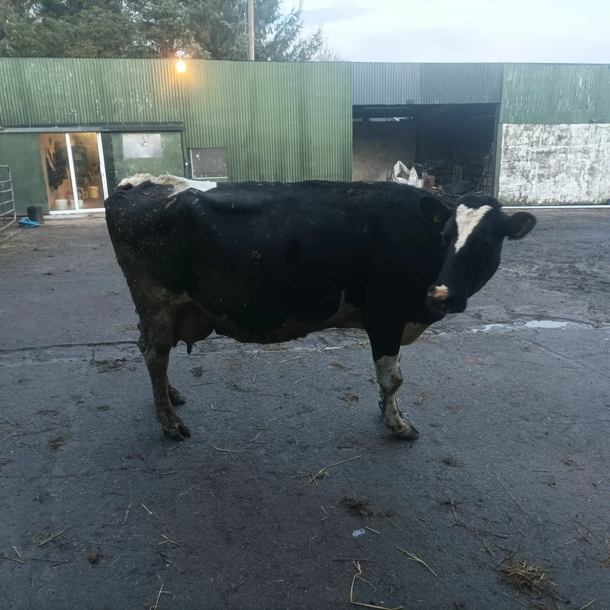 Cow to suck calves - Image 2