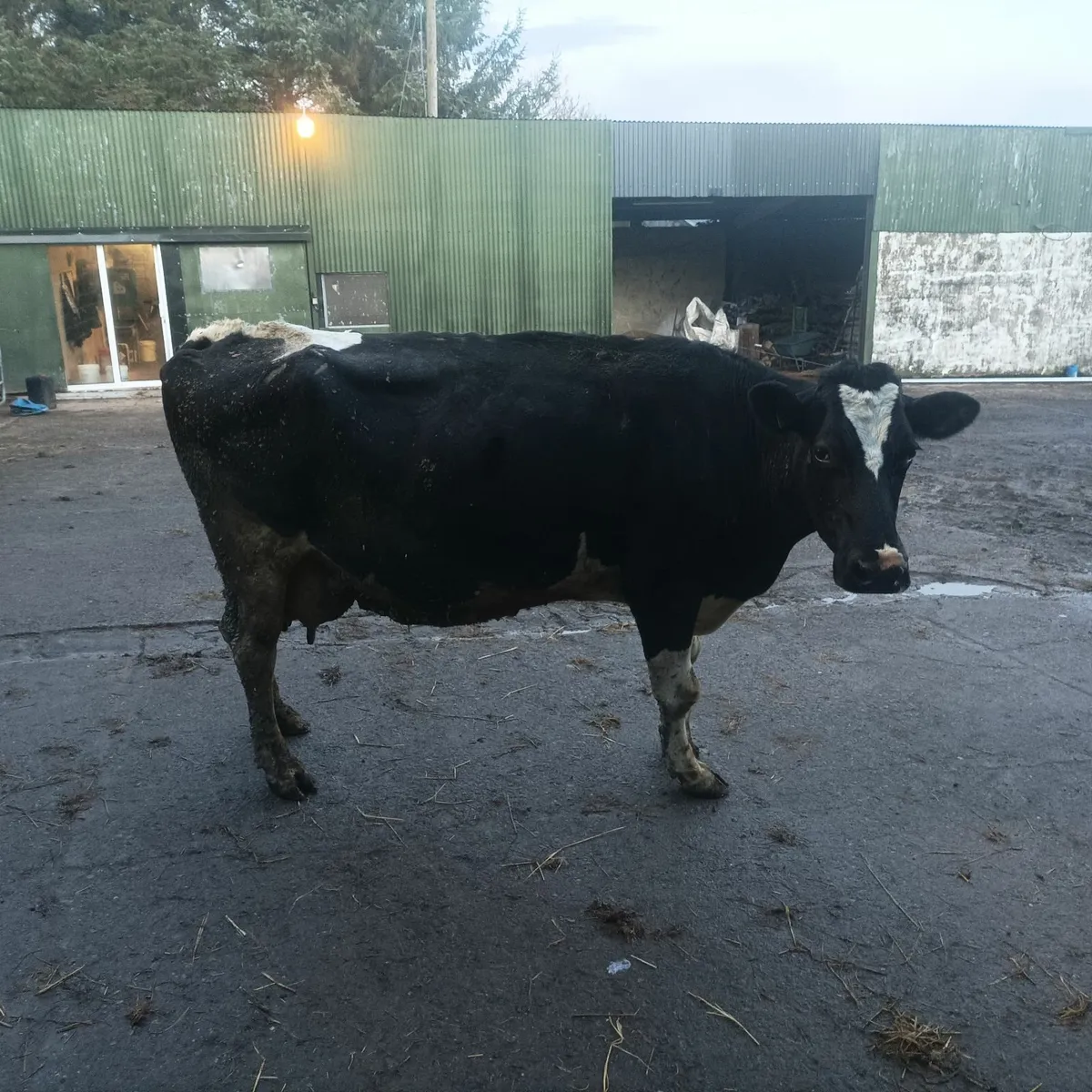 Cow to suck calves - Image 3