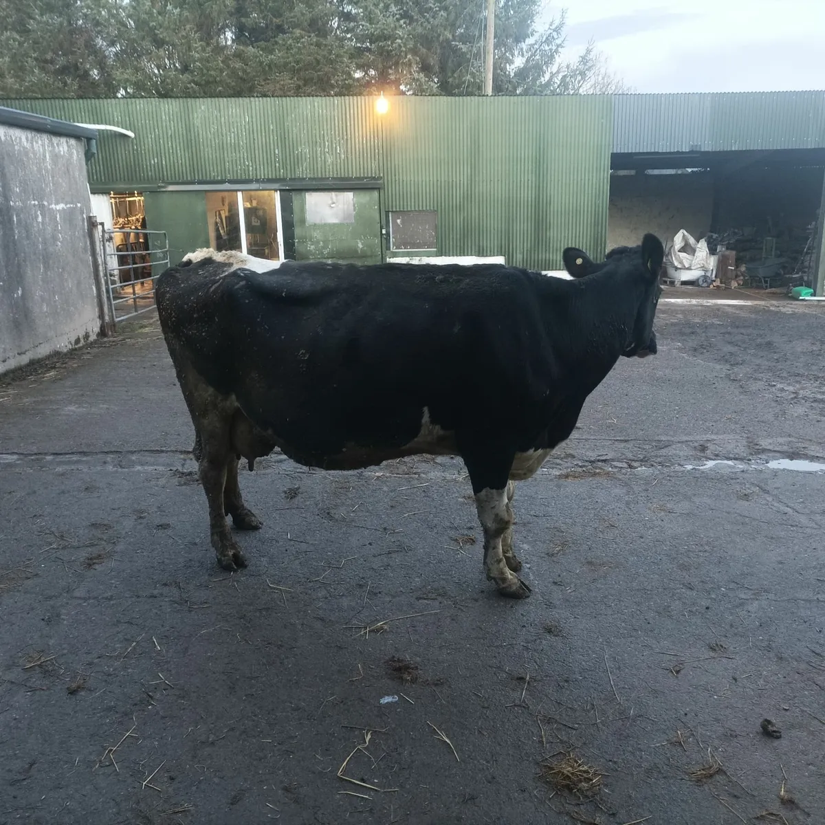 Cow to suck calves - Image 4