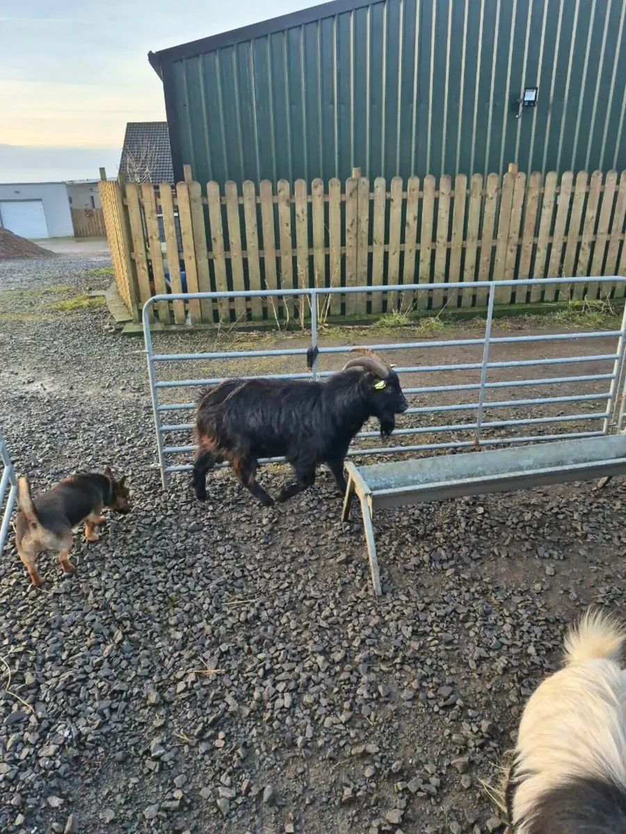 Pygmy goats - Image 3