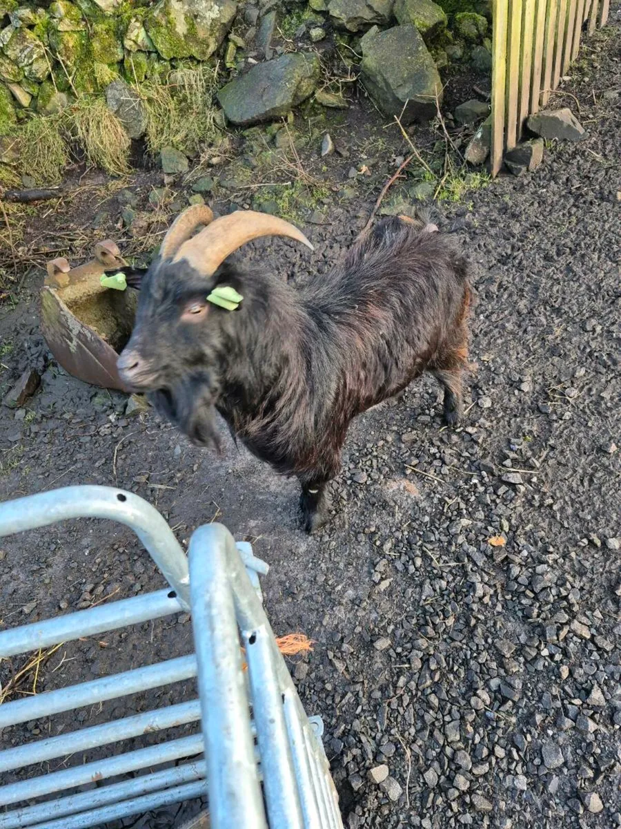 Pygmy goats - Image 4