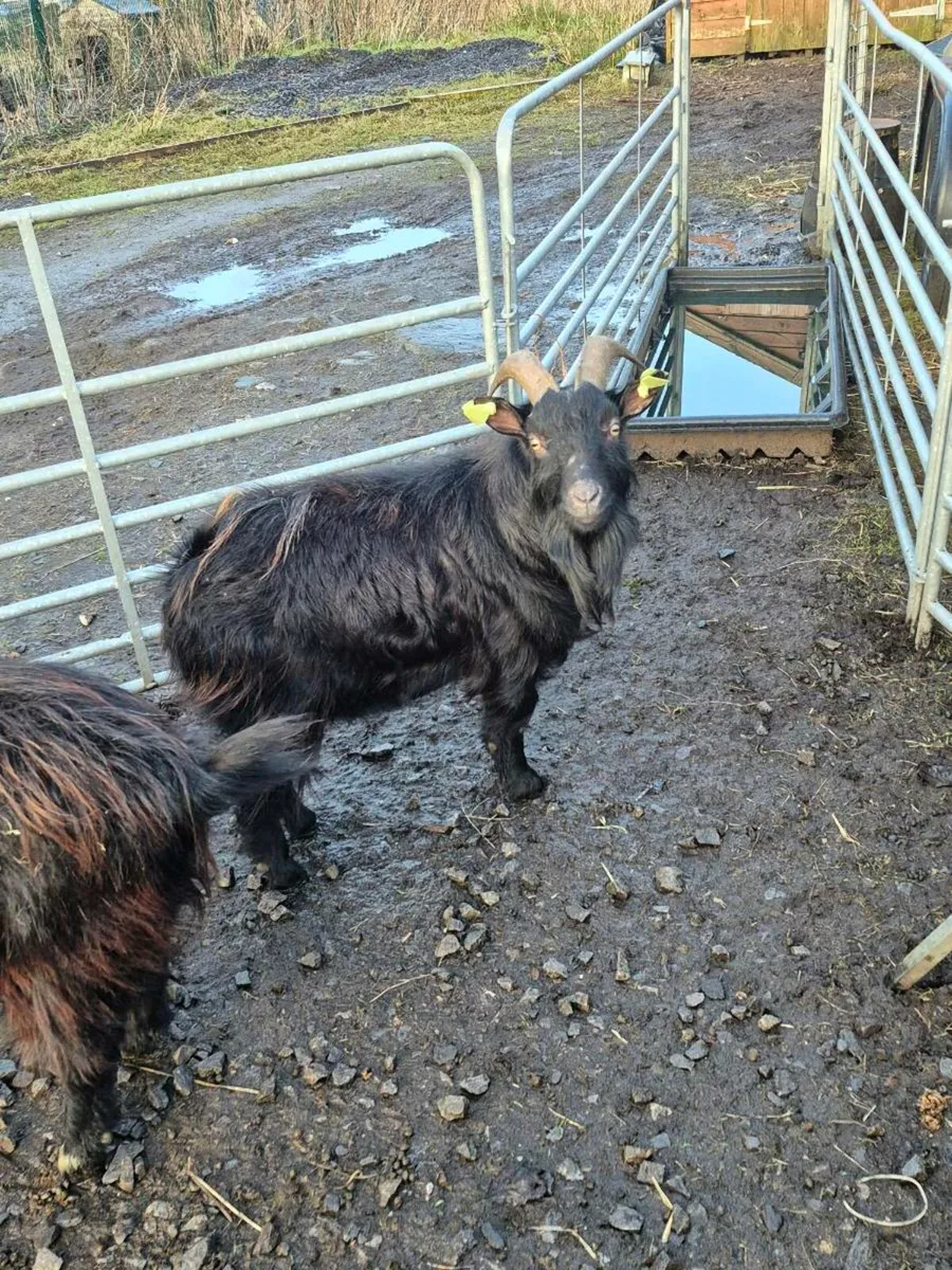 Pygmy goats - Image 1