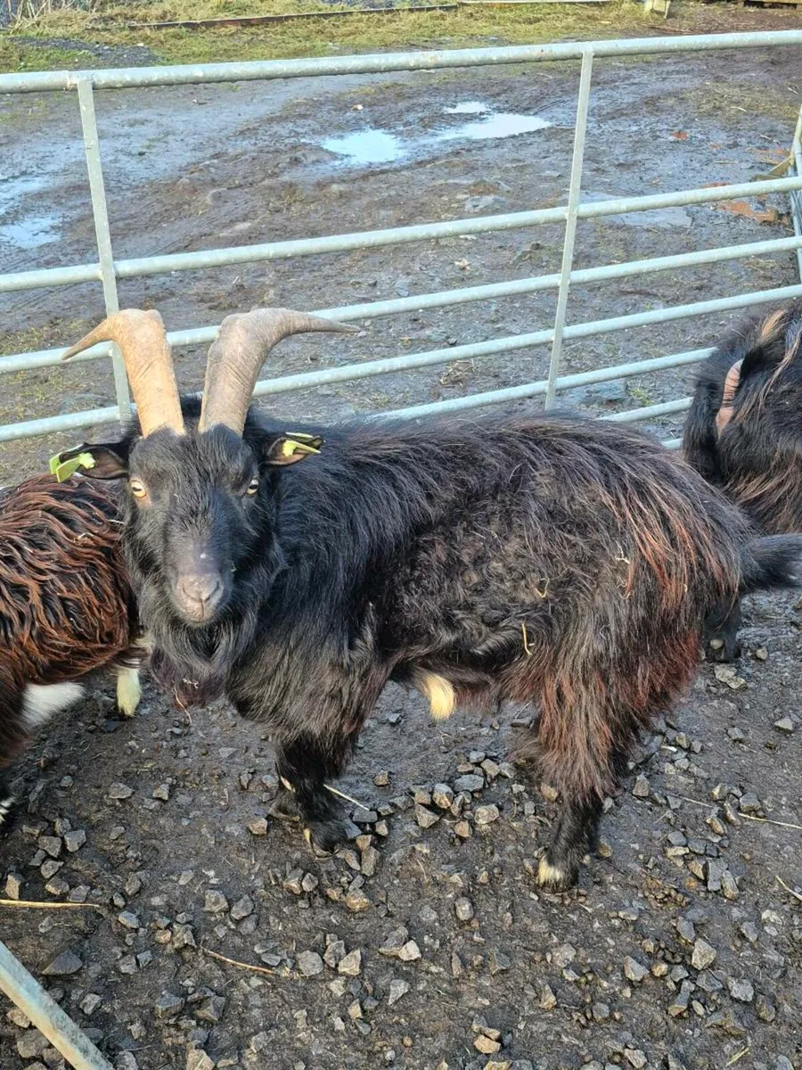 Pygmy goats - Image 2