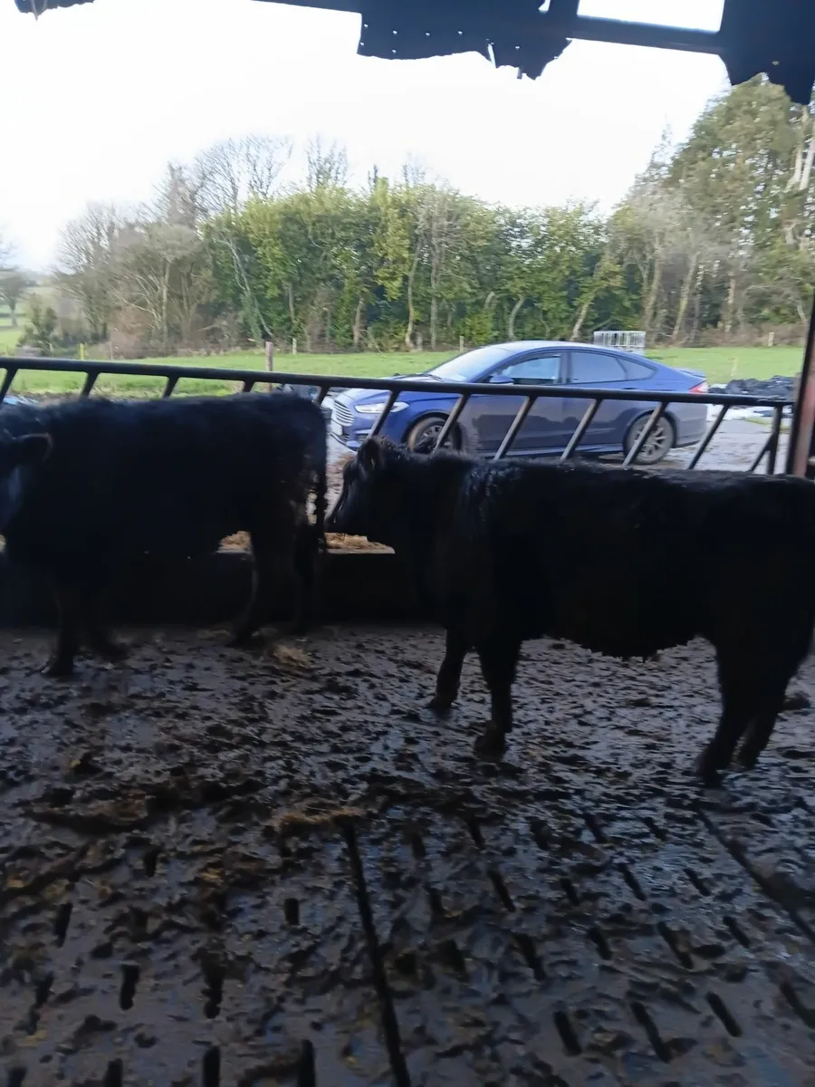 PBR Aberdeen Angus bulls - Image 3