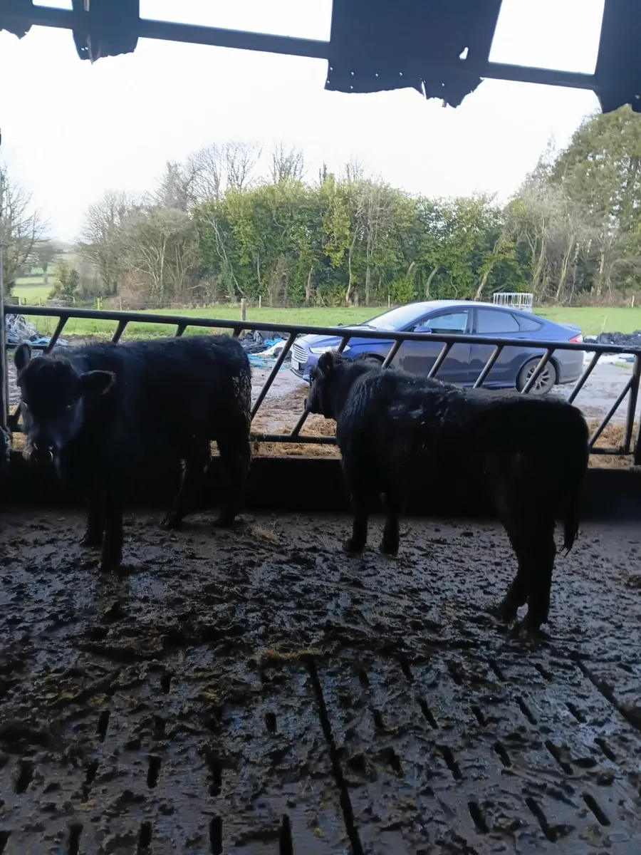 PBR Aberdeen Angus bulls - Image 4