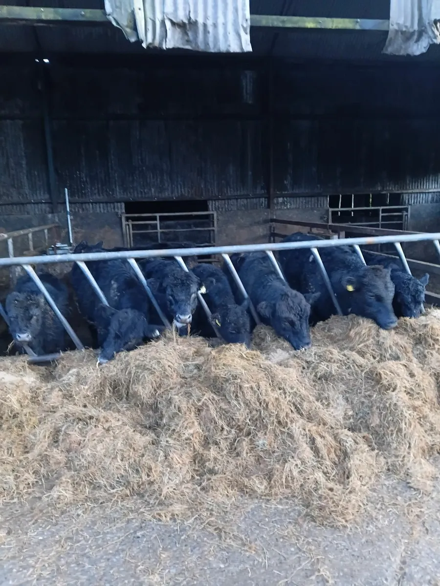 PBR Aberdeen Angus bulls - Image 2