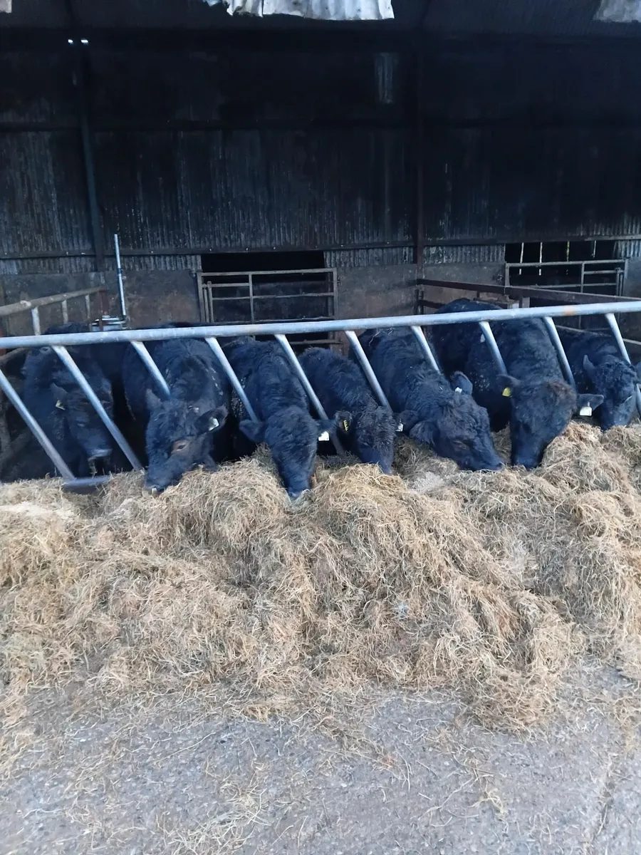 PBR Aberdeen Angus bulls - Image 1