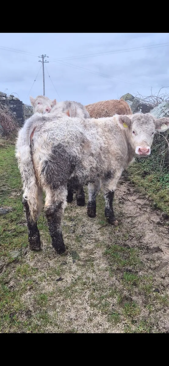 Maam cross mart - Image 4