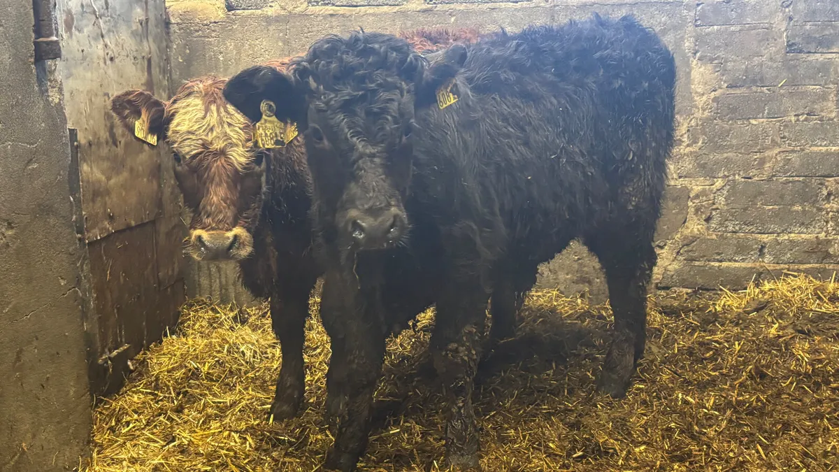 2 Suckler Bred Limousin Bull Wealings - Image 4