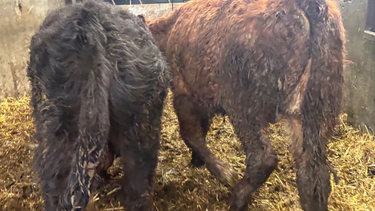 2 Suckler Bred Limousin Bull Wealings - Image 2