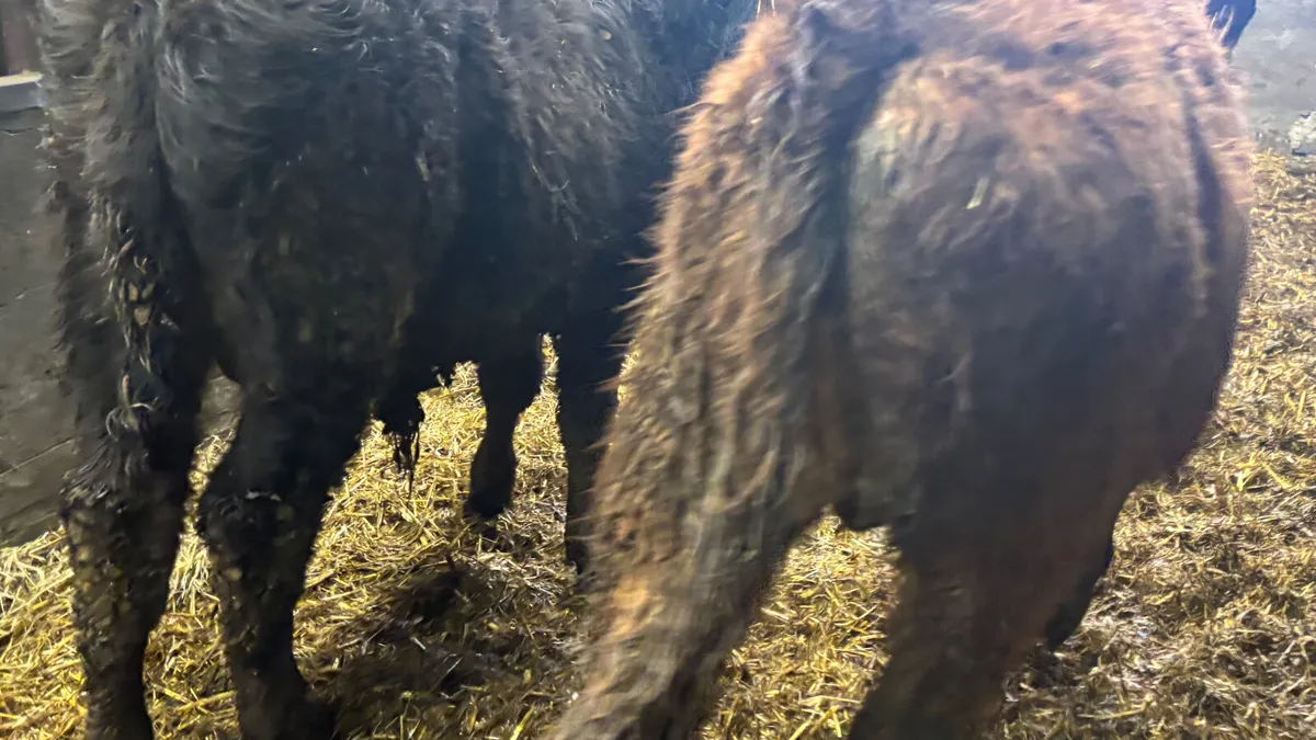 2 Suckler Bred Limousin Bull Wealings - Image 3