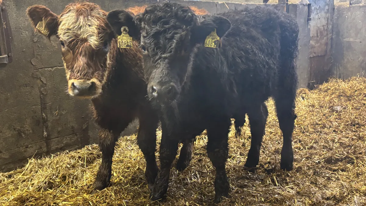 2 Suckler Bred Limousin Bull Wealings - Image 1