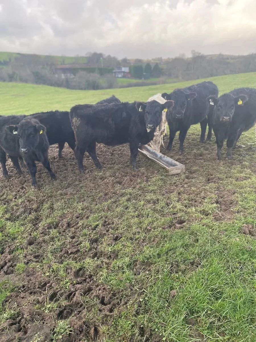 8 pure bred Aa heifers balla 17th - Image 1