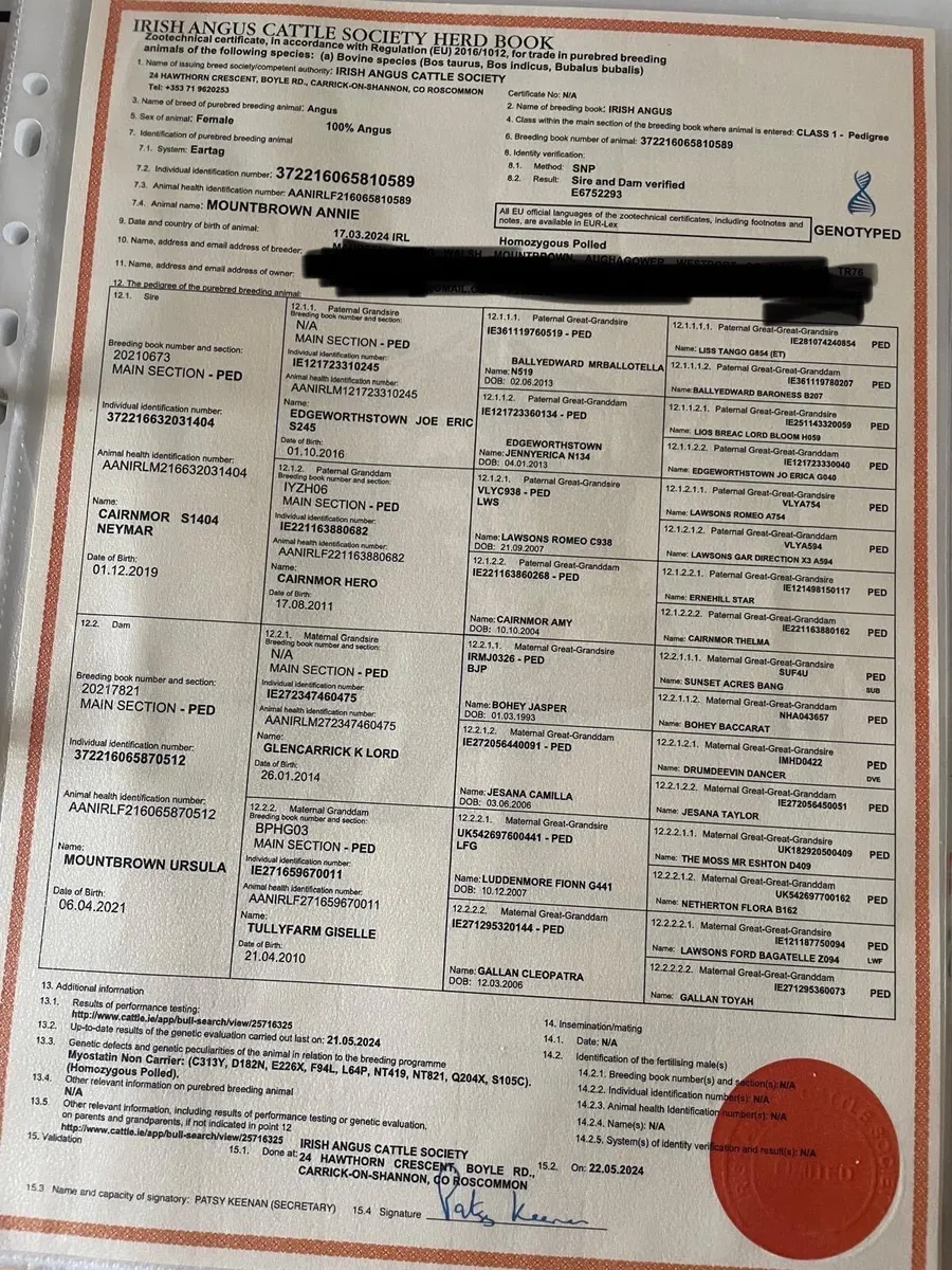 8 pure bred Aa heifers balla 17th - Image 2