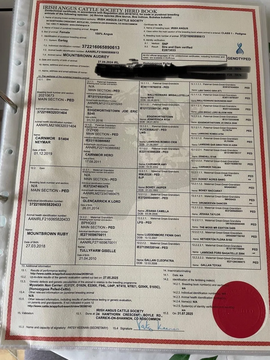 8 pure bred Aa heifers balla 17th - Image 3