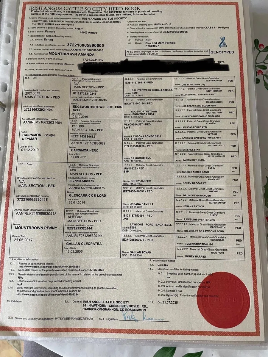 8 pure bred Aa heifers balla 17th - Image 4