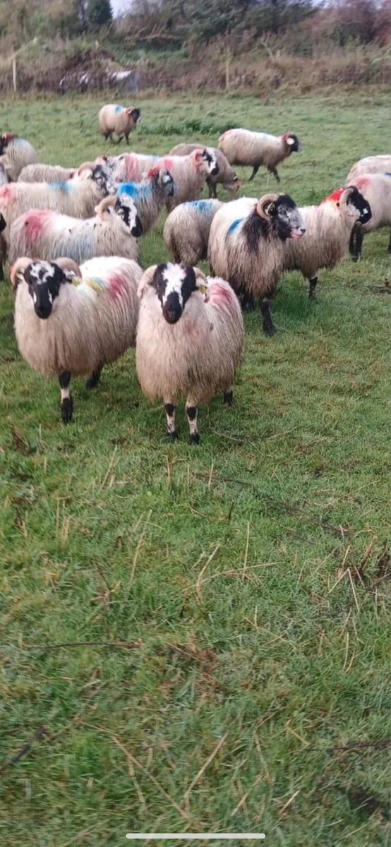 Scotch lambs