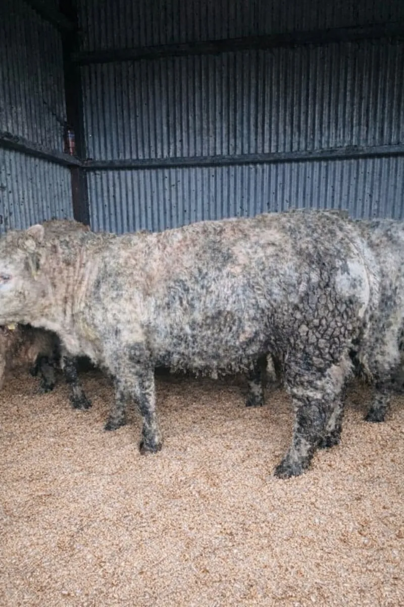 CH Heifer 12 months old. - Image 3