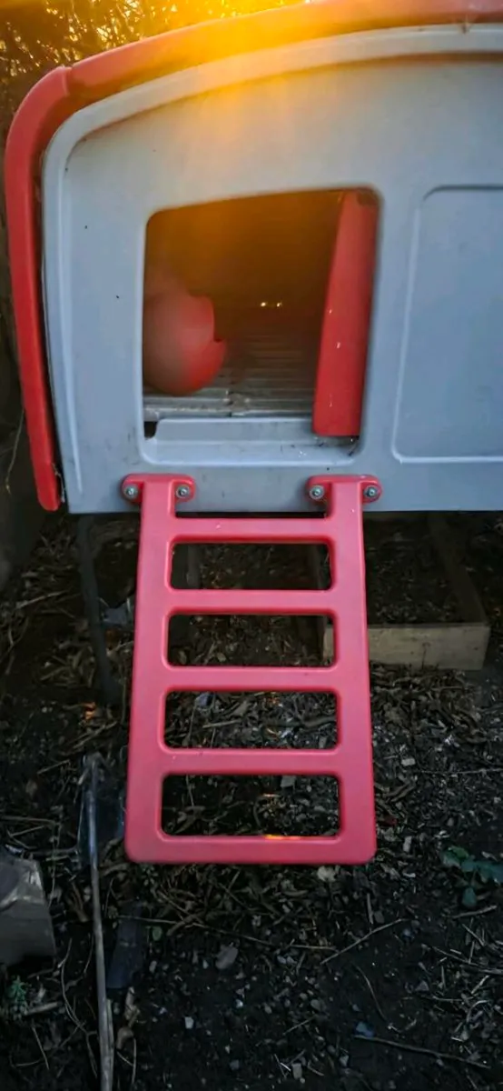 Eglu Chickens Coop - Image 3