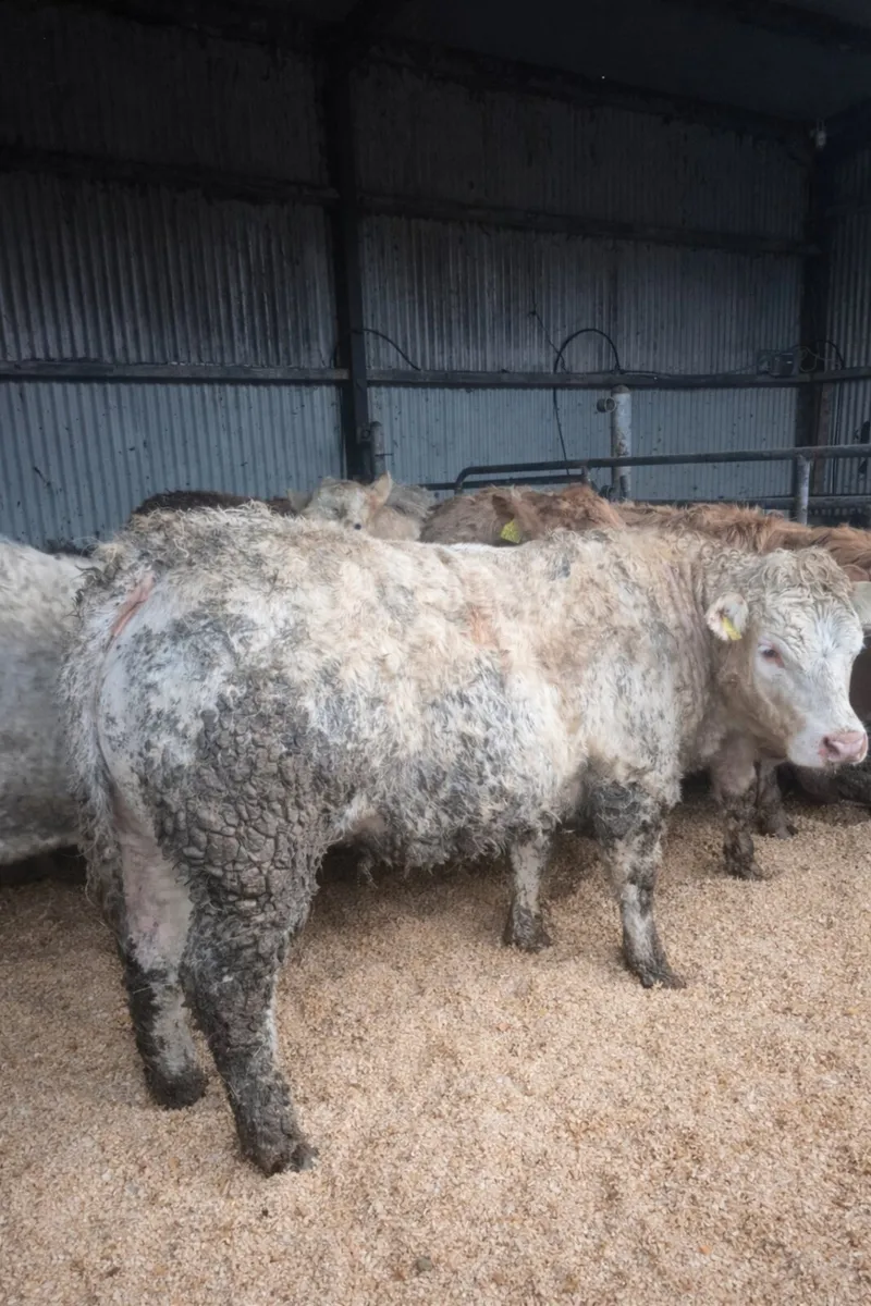 CH Heifer 12 months old. - Image 4