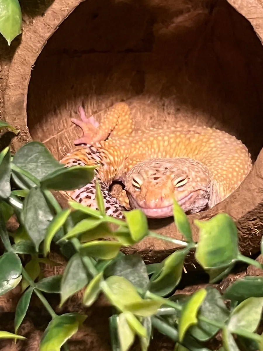 Female lavender tail leopard gecko - Image 1