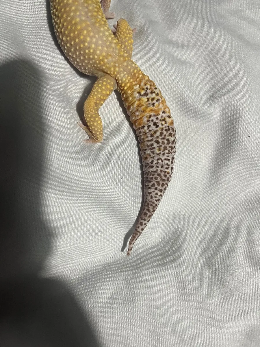 Female lavender tail leopard gecko - Image 3